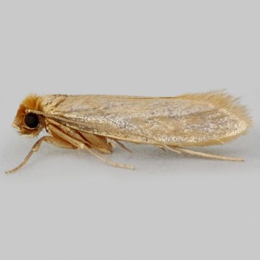 Picture of Common Clothes Moth - Tineola bisselliella