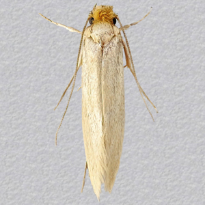 Image of Common Clothes Moth - Tineola bisselliella