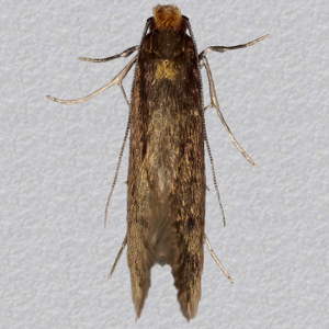 Image of Case-bearing Clothes Moth - Tinea pellionella