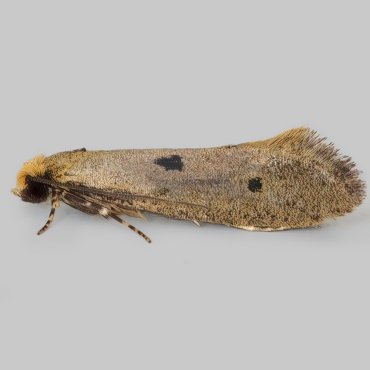 Picture of Bird's-nest Moth - Tinea trinotella