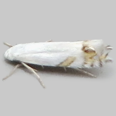 Picture of Laburnum Leaf Miner - Leucoptera laburnella