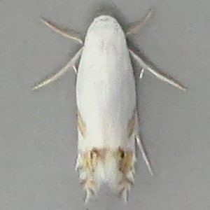 Image of Laburnum Leaf Miner - Leucoptera laburnella