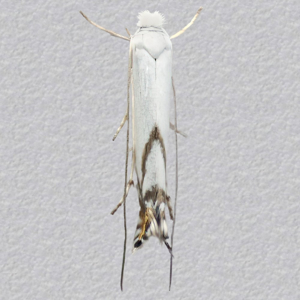 Image of Striped Bent-wing - Lyonetia prunifoliella