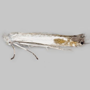 Picture of Apple Leaf Miner - Lyonetia clerkella