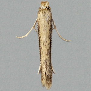 Image of Bindweed Bent-wing - Bedellia somnulentella*