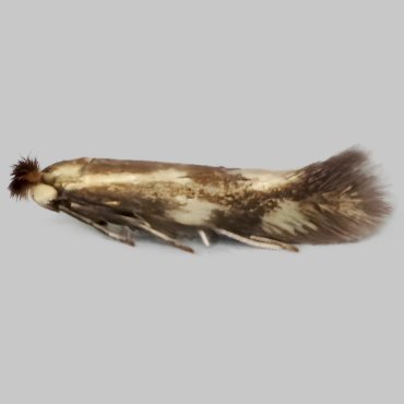 Picture of Daisy Bent-wing - Bucculatrix nigricomella