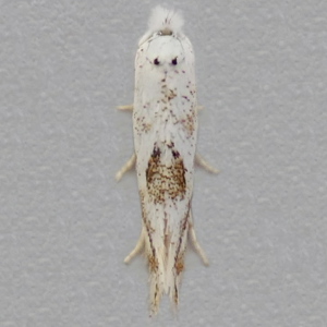Image of Elm Bent-wing - Bucculatrix albedinella*