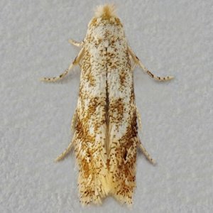 Image of Hawthorn Tuft - Bucculatrix bechsteinella*