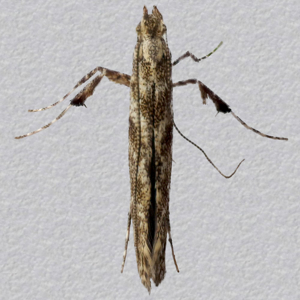 Image of Feathered Slender - Caloptilia cuculipennella*