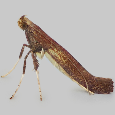 Picture of Caloptilia agg. - Caloptilia agg.