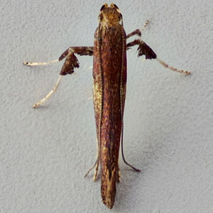 Image of Caloptilia agg. - Caloptilia agg.