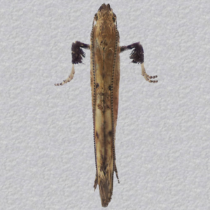 Image of Black-dot Stilt - Caloptilia populetorum*