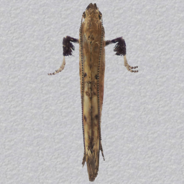 Top - 1