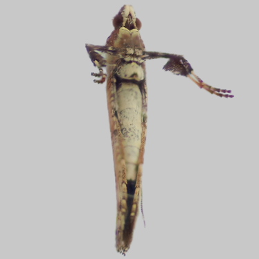 Alternate view