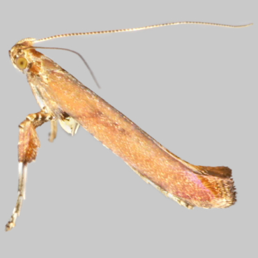 Picture of Pale Red/Red Birch Slender - Caloptilia elongella/betulicola*