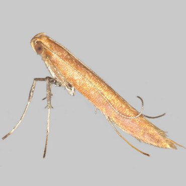 Picture of Small Red Slender - Caloptilia rufipennella*