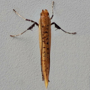 Image of Small Red Slender - Caloptilia rufipennella*