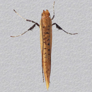 Image of Rufous Stilt - Caloptilia rufipennella*