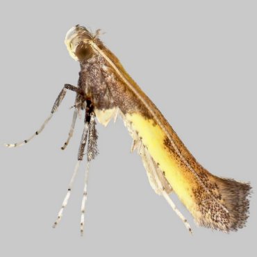 Picture of Azalea Leaf Miner - Caloptilia azaleella