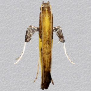 Image of Azalea Leaf Miner - Caloptilia azaleella