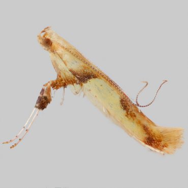 Picture of Yellow-triangle/New Oak Slender - Caloptilia alchimiella/robustella