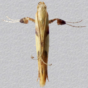 Image of Yellow-triangle/New Oak Slender - Caloptilia alchimiella/robustella