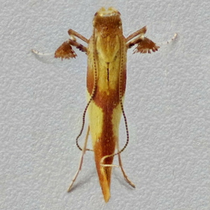 Image of Shaded Oak Stilt - Caloptilia robustella*