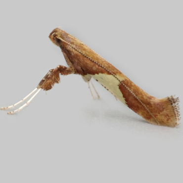 Picture of White-triangle Slender - Caloptilia stigmatella