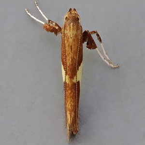 Image of White-triangle Slender - Caloptilia stigmatella