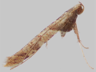 Left profile