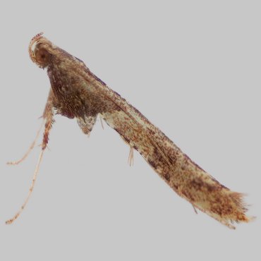 Picture of Dark Alder Stilt - Caloptilia falconipennella*