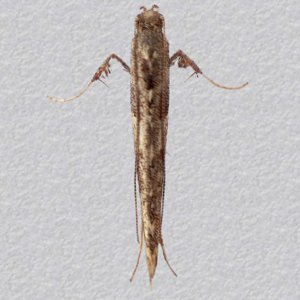 Image of Dark Alder Stilt - Caloptilia falconipennella*
