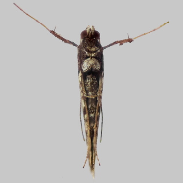 Alternate view