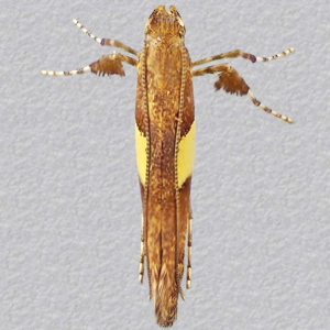 Image of Maple Slender - Caloptilia semifascia (Summer)