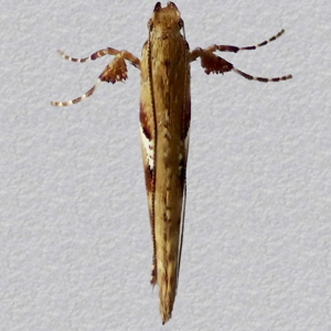 Image of Maple Stilt - Caloptilia semifascia (Autumn)