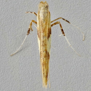 Image of Scarce Maple Stilt - Caloptilia hemidactylella*