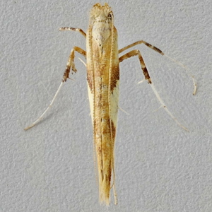 Image of Scarce Maple Stilt - Caloptilia hemidactylella*