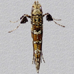Image of Common Slender - Gracillaria syringella