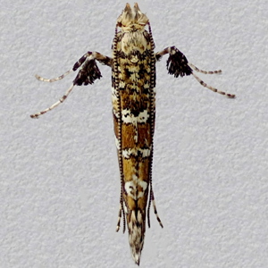 Image of Garden Stilt - Gracillaria syringella