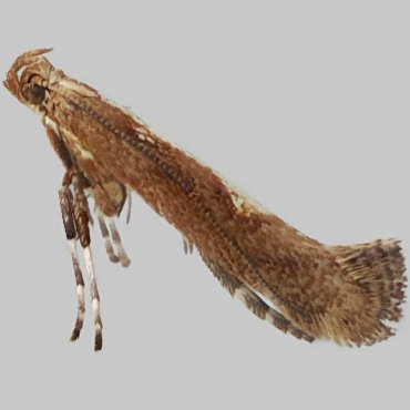 Picture of Little Slender - Calybites phasianipennella*