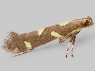 Left profile - 1