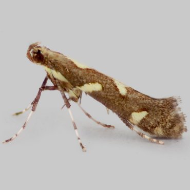 Picture of White-marked Stilt - Calybites phasianipennella f. quadruplella