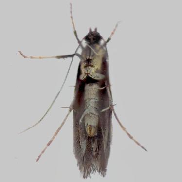 Alternate view
