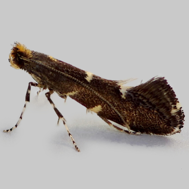 Picture of Garden Apple Slender - Callisto denticulella*