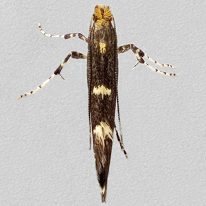 Image of Garden Apple Slender - Callisto denticulella*