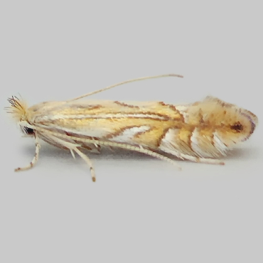 Picture of Common Oak Midget - Phyllonorycter quercifoliella*