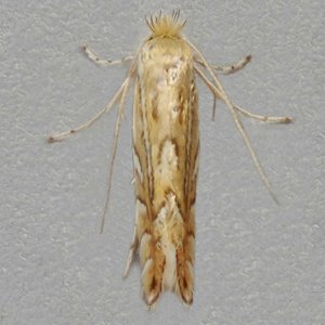 Image of Common Oak Leaf-miner - Phyllonorycter quercifoliella*