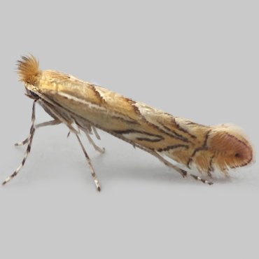 Picture of Garden Midget - Phyllonorycter messaniella