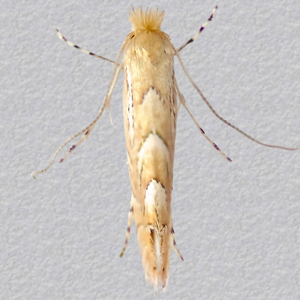 Image of Garden Midget - Phyllonorycter messaniella