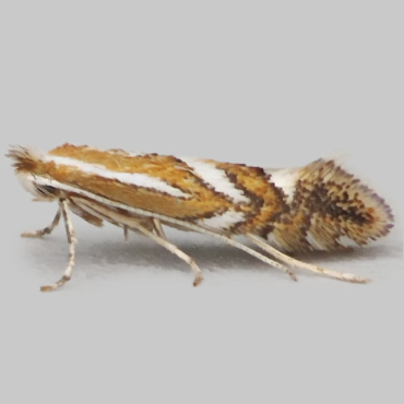 Picture of Rowan Midget - Phyllonorycter sorbi*